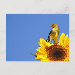 American Goldfinch on Sunflower Postcard
