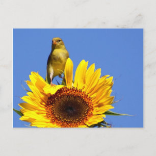 American Goldfinch on Sunflower Postcard