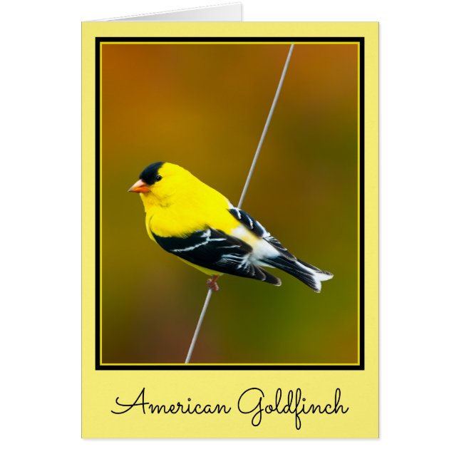 American Goldfinch - Original Photograph (Front)