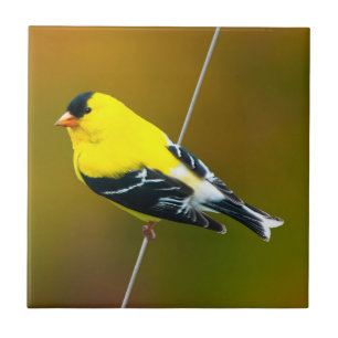 American Goldfinch - Original Photograph Ceramic Tile