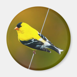 American Goldfinch - Original Photograph Magnet