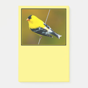 American Goldfinch - Original Photograph Post-it Notes