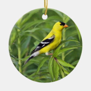 American Goldfinch Ornament