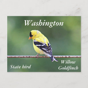 American goldfinch photo postcard