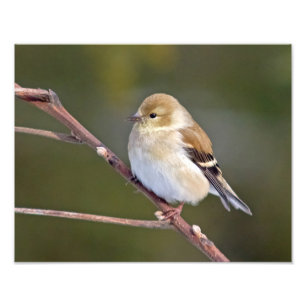 American Goldfinch Photo Print