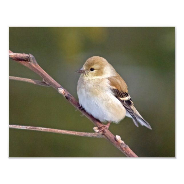 American Goldfinch Photo Print (Front)