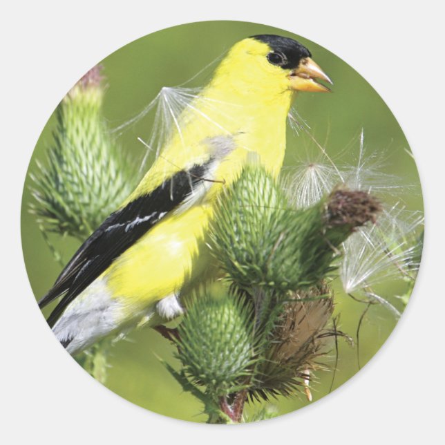 American Goldfinch Photograph Stickers (Front)