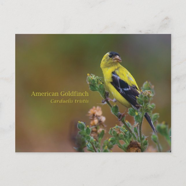 American Goldfinch Postcard (Front)