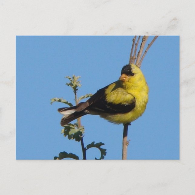 American Goldfinch postcard (Front)