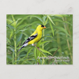American Goldfinch Postcard