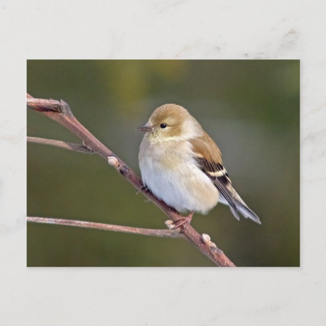 American Goldfinch Postcard (Front)
