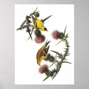 American Goldfinch Poster