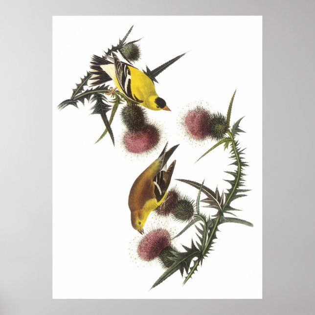 American Goldfinch Poster (Front)