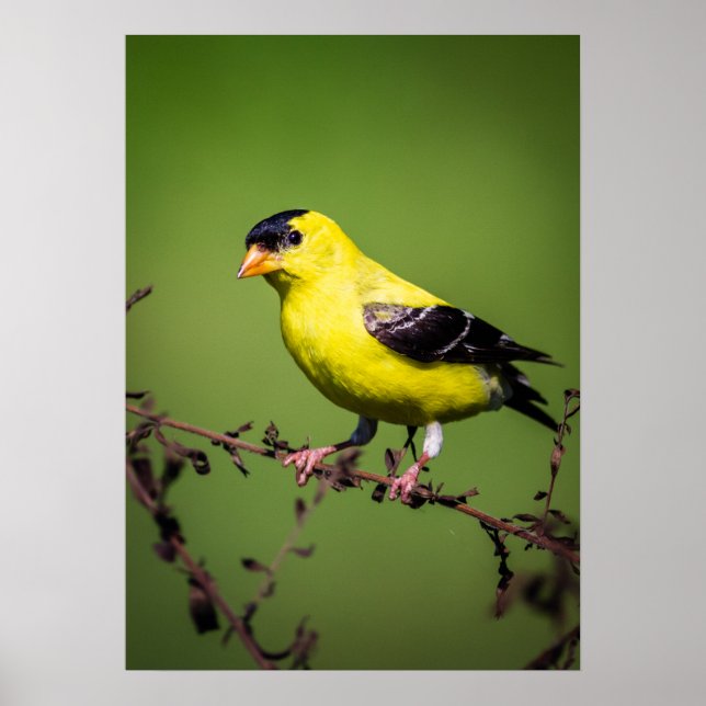 American Goldfinch Poster (Front)