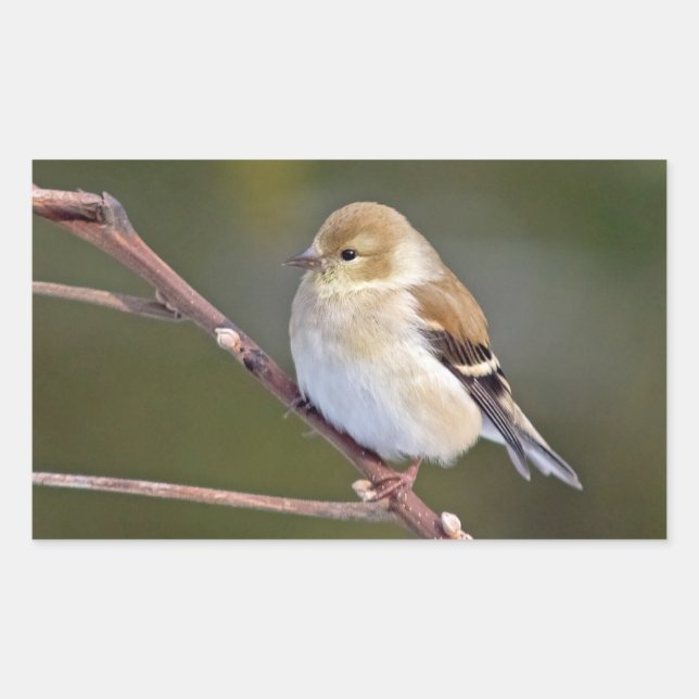 American Goldfinch Rectangular Sticker (Front)