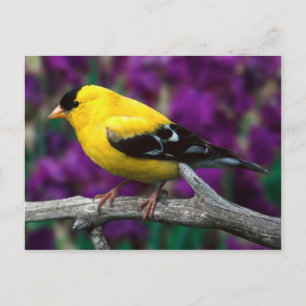 American goldfinch (Spinus tristis) Postcard
