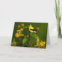 American Goldfinch