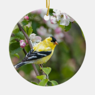 American Goldfinch with spring apple blossoms Ceramic Ornament