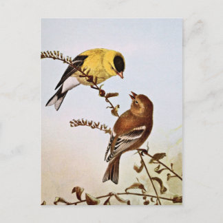 American Goldfinchs Bird Illustration Postcard