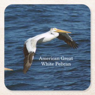 American Great White Pelican paper coaster