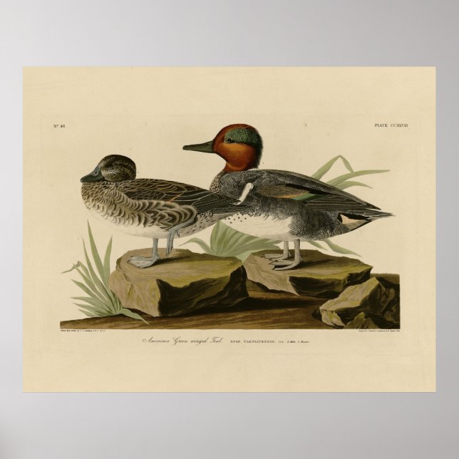 American Green winged Teal from Audubon's Bird Poster (Front)