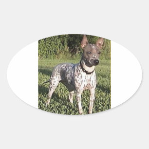 American_Hairless_Terrier_full 2 Oval Sticker