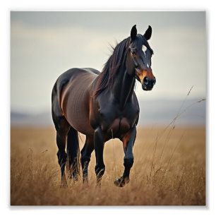 American horse photo print