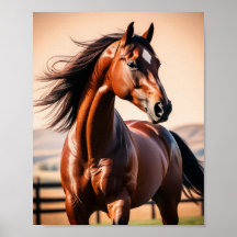 American horse
