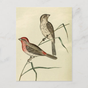 American House Finch Postcard