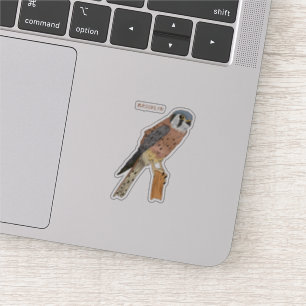 American Kestrel bird illustration 