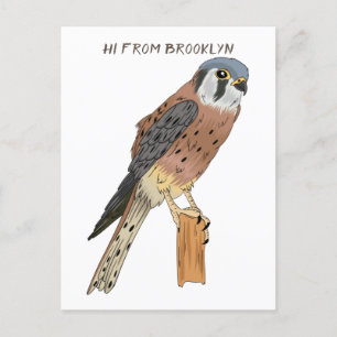 American Kestrel bird illustration Postcard