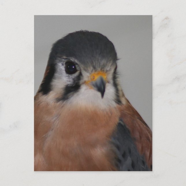 American kestrel Bird Photo Postcard (Front)