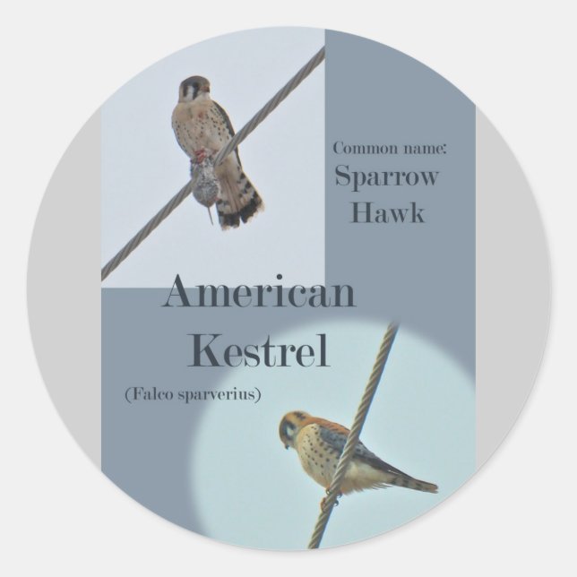 American Kestrel (Falco sparverius) Items Classic Round Sticker (Front)