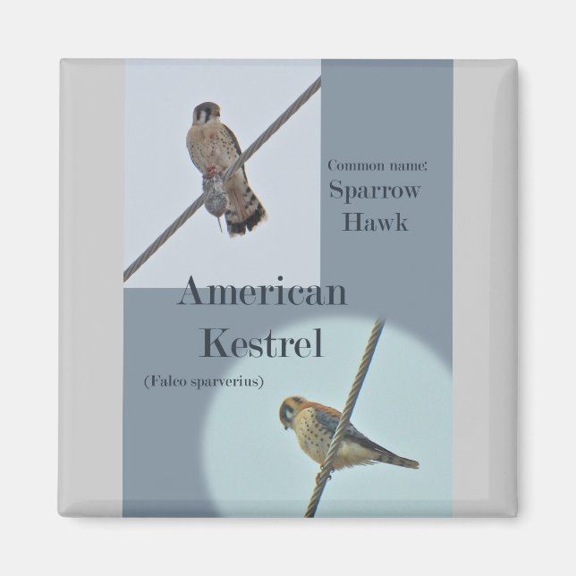 American Kestrel (Falco sparverius) Items Magnet (Front)
