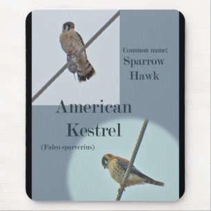 American Kestrel (Falco sparverius) Items Mouse Pad