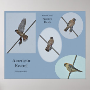 American Kestrel (Falco sparverius) Items Print