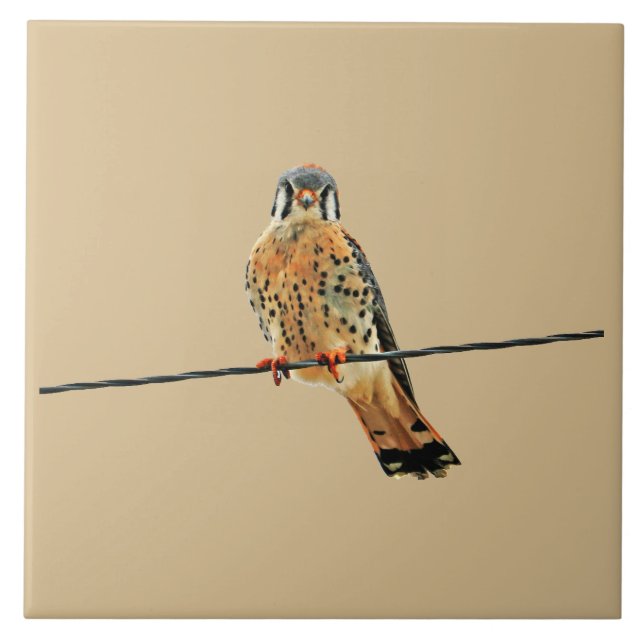 American Kestrel Falcon Ceramic Tile (Front)