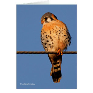 American Kestrel Hawk on a Wire