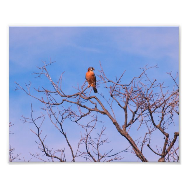 American Kestrel Hawk Photo Print (Front)