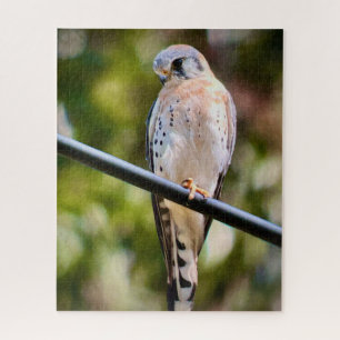 American Kestrel Jigsaw Puzzle