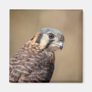 American Kestrel Magnet