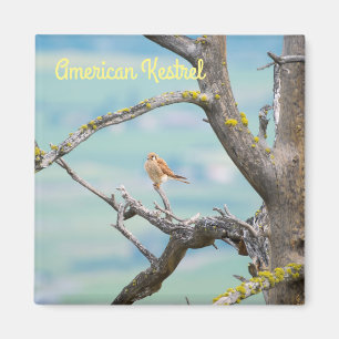 American Kestrel Magnet
