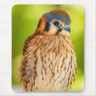 American Kestrel Mouse Pad Falcon Wildlife Decor