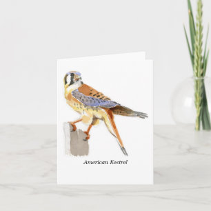 American Kestrel Note Card