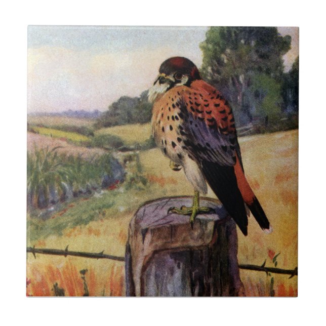 American Kestrel on a Barbed Wire Fence Ceramic Tile (Front)