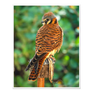 American Kestrel Perched – Falcon Wildlife Photo Print