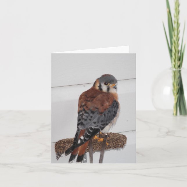 American Kestrel Photo Folded Note Card (Front)