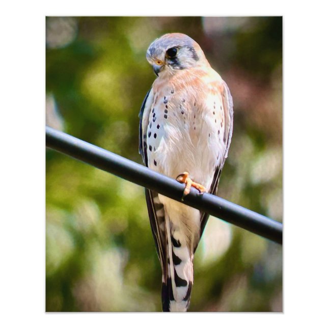 American Kestrel Photo Print (Front)