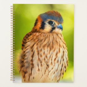 American Kestrel Planner Falcon Wildlife