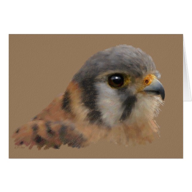 American Kestrel Portrait (Front Horizontal)
